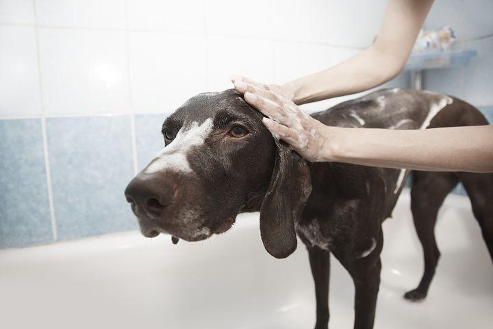 Washing dog with outlet dish soap for fleas