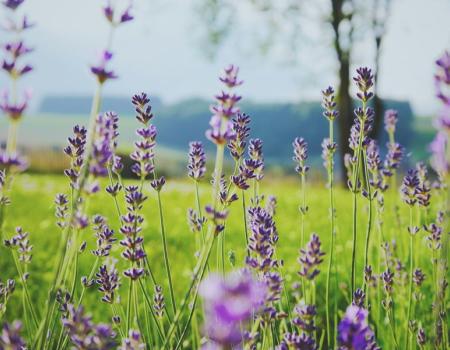 Our ingredients, Earth to body