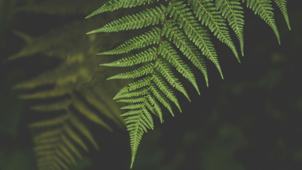 A green fern