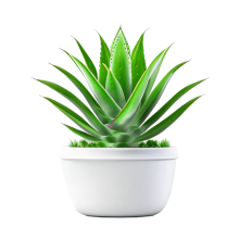 Aloe plant in a white pot