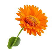 Calendula Calendule