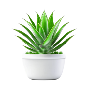 Aloe plant in a white pot